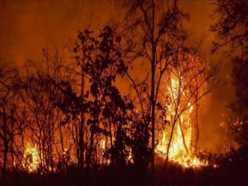 Incendios forestales: un flagelo que debemos prevenir