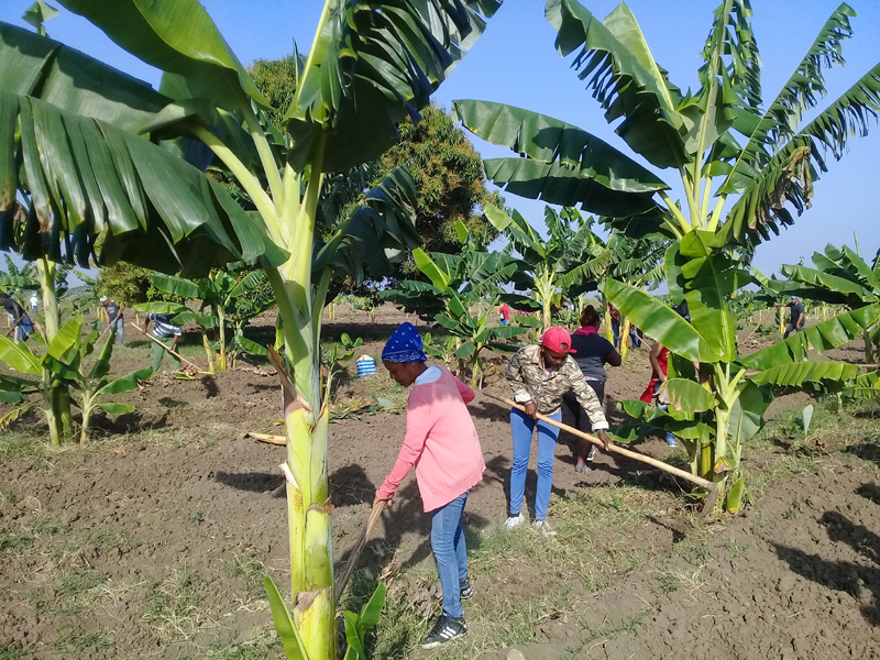 mujer palmera en agricultura