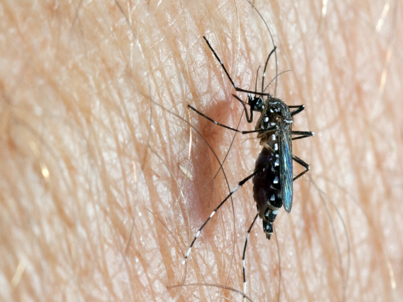 Contra el Aedes y a tiempo: todos