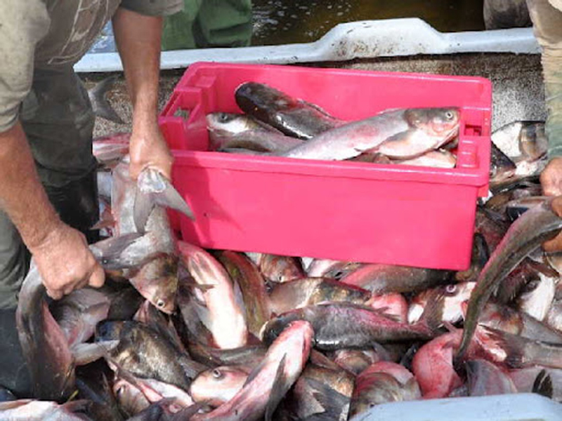 ACUIPALMA  mejor unidad de la pesca en la provincia Santiago de Cuba