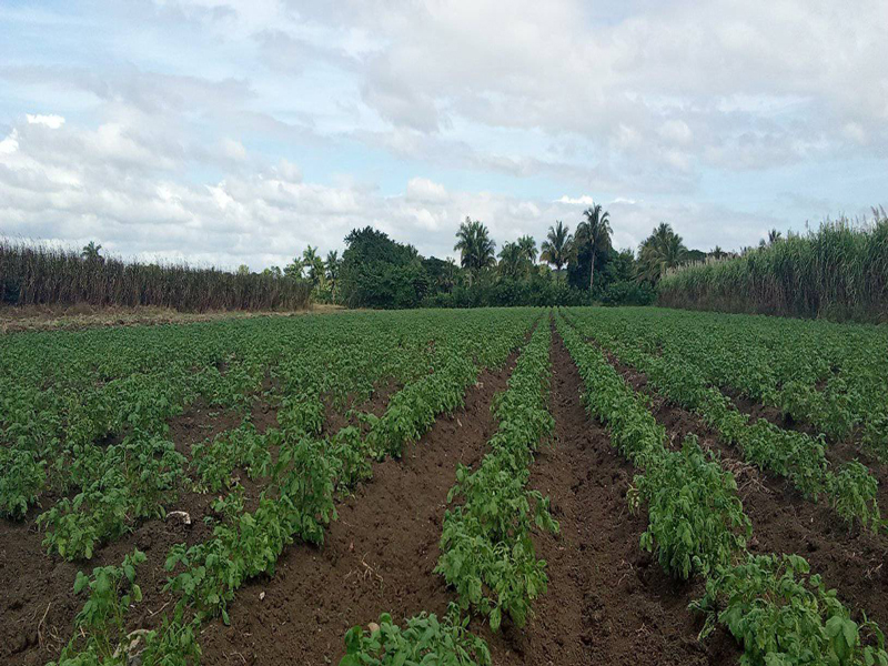 El cuidado del suelo en riesgo